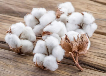 Lần đầu tiên sau hai năm, các quỹ đầu cơ đã bắt đầu tăng cường đầu tư vào bông, đánh dấu sự thay đổi so với tâm lý bi quan trước đó trên thị trường. Các nhà đầu tư ngày càng xem sợi tự nhiên là một lựa chọn hấp dẫn thay thế cho các vật liệu tổng hợp. Nguyên nhân chính dẫn đến sự thay đổi này là giá dầu tăng cao, làm tăng chi phí sản xuất các loại sợi tổng hợp như polyester và nylon. Điều này đã củng cố khả năng cạnh tranh của bông trên thị trường toàn cầu. Giá năng lượng tăng cao có liên quan đến căng thẳng địa chính trị, đặc biệt là cuộc xung đột giữa Hoa Kỳ, Israel và Iran. Khi chi phí năng lượng tăng, việc sản xuất các vật liệu tổng hợp trở nên đắt đỏ hơn, khiến các nhà sản xuất dệt may phải điều chỉnh hỗn hợp nguyên liệu thô của họ theo hướng ưu tiên sợi tự nhiên. Giá bông kỳ hạn đã tăng đáng kể trong những tuần gần đây, tiến gần đến mức cao nhất trong gần hai năm. Theo Ủy ban Giao dịch Hàng hóa Tương lai Hoa Kỳ (CFTC), các vị thế mua đã vượt qua các vị thế bán vào giữa tháng 4, báo hiệu sự thay đổi rõ rệt trong tâm lý nhà đầu tư. Rủi ro từ phía nguồn cung cũng đang hỗ trợ giá cả. Chi phí phân bón tăng cao có thể làm giảm diện tích gieo trồng và sản lượng trong mùa vụ tới, trong khi hạn hán kéo dài ở các vùng trồng trọt trọng điểm của Mỹ càng làm tăng thêm sự bất ổn. Các nhà phân tích dự đoán khả năng thiếu hụt bông toàn cầu trong mùa vụ 2026–2027, điều này củng cố thêm đà tăng giá hiện tại và kỳ vọng về mức giá cao kéo dài. Ngay cả khi giá dầu giảm, các chuyên gia tin rằng giá bông có thể vẫn ở mức cao do triển vọng nguồn cung suy yếu, mặc dù lượng hàng tồn kho hiện có có thể giúp hạn chế sự tăng mạnh hơn nữa.