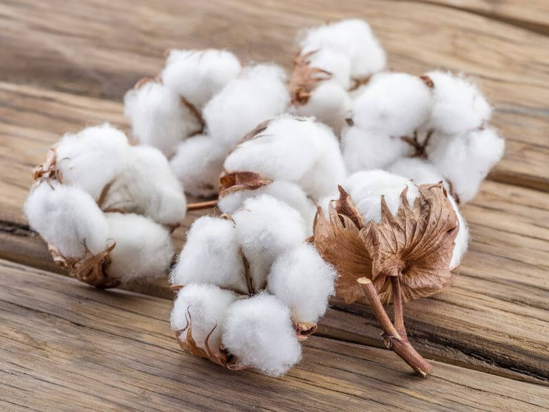 Lần đầu tiên sau hai năm, các quỹ đầu cơ đã bắt đầu tăng cường đầu tư vào bông, đánh dấu sự thay đổi so với tâm lý bi quan trước đó trên thị trường. Các nhà đầu tư ngày càng xem sợi tự nhiên là một lựa chọn hấp dẫn thay thế cho các vật liệu tổng hợp. Nguyên nhân chính dẫn đến sự thay đổi này là giá dầu tăng cao, làm tăng chi phí sản xuất các loại sợi tổng hợp như polyester và nylon. Điều này đã củng cố khả năng cạnh tranh của bông trên thị trường toàn cầu. Giá năng lượng tăng cao có liên quan đến căng thẳng địa chính trị, đặc biệt là cuộc xung đột giữa Hoa Kỳ, Israel và Iran. Khi chi phí năng lượng tăng, việc sản xuất các vật liệu tổng hợp trở nên đắt đỏ hơn, khiến các nhà sản xuất dệt may phải điều chỉnh hỗn hợp nguyên liệu thô của họ theo hướng ưu tiên sợi tự nhiên. Giá bông kỳ hạn đã tăng đáng kể trong những tuần gần đây, tiến gần đến mức cao nhất trong gần hai năm. Theo Ủy ban Giao dịch Hàng hóa Tương lai Hoa Kỳ (CFTC), các vị thế mua đã vượt qua các vị thế bán vào giữa tháng 4, báo hiệu sự thay đổi rõ rệt trong tâm lý nhà đầu tư. Rủi ro từ phía nguồn cung cũng đang hỗ trợ giá cả. Chi phí phân bón tăng cao có thể làm giảm diện tích gieo trồng và sản lượng trong mùa vụ tới, trong khi hạn hán kéo dài ở các vùng trồng trọt trọng điểm của Mỹ càng làm tăng thêm sự bất ổn. Các nhà phân tích dự đoán khả năng thiếu hụt bông toàn cầu trong mùa vụ 2026–2027, điều này củng cố thêm đà tăng giá hiện tại và kỳ vọng về mức giá cao kéo dài. Ngay cả khi giá dầu giảm, các chuyên gia tin rằng giá bông có thể vẫn ở mức cao do triển vọng nguồn cung suy yếu, mặc dù lượng hàng tồn kho hiện có có thể giúp hạn chế sự tăng mạnh hơn nữa.