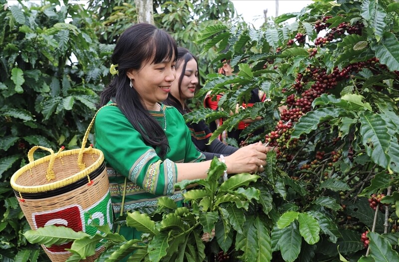 Nguyên nhân chủ yếu là do giá xuất khẩu bình quân giảm mạnh, chỉ còn khoảng 4.696,8 USD/tấn, thấp hơn 16,9% so với cùng kỳ. Diễn biến này phản ánh rõ xu hướng giảm giá trên thị trường cà phê toàn cầu khi nguồn cung được cải thiện, đặc biệt từ Brazil, trong khi nhu cầu không tăng tương ứng. Về thị trường, Đức, Italia và Tây Ban Nha tiếp tục là ba đối tác tiêu thụ lớn nhất của cà phê Việt Nam, với thị phần lần lượt 16,4%, 8,6% và 7,6%. Trong đó, xuất khẩu sang Đức và Tây Ban Nha duy trì tăng trưởng, trong khi Italia giảm. Đáng chú ý, Trung Quốc nổi lên là thị trường tăng trưởng mạnh nhất, gấp đôi so với cùng kỳ, còn Philippines giảm sâu. Ở thị trường nội địa, giá cà phê Tây Nguyên trong tháng 3 giảm từ 2.500-2.800 đồng/kg. Sang đầu tháng 4, giá dao động quanh 88.700 - 89.300 đồng/kg, cho thấy xu hướng giảm vẫn chi phối. Giao dịch trầm lắng khi nông dân có xu hướng giữ hàng chờ giá lên, trong khi doanh nghiệp phải linh hoạt nguồn cung, thậm chí nhập khẩu từ Brazil và Indonesia để đảm bảo thực hiện hợp đồng. Trên thị trường thế giới, giá cà phê cũng biến động theo hướng giảm. Giá Robusta trên sàn London giảm mạnh ở nhiều kỳ hạn, trong khi Arabica tại New York cũng suy yếu. Dù yếu tố địa chính trị như gián đoạn vận tải có thể làm tăng chi phí logistics, nhưng không đủ để đảo chiều xu hướng giá trong bối cảnh dư cung toàn cầu. Trong bối cảnh giá xuất khẩu cà phê suy giảm, bài toán nâng cao giá trị gia tăng cho ngành cà phê trở nên cấp bách hơn bao giờ hết. Nhiều chuyên gia cho rằng, chế biến sâu không còn là lựa chọn mà là hướng đi bắt buộc. Tại hội thảo “Giải pháp thúc đẩy chế biến sâu để tăng giá trị cho cà phê Việt”, ông Nguyễn Quang Bình, chuyên gia thị trường cà phê, nhận định giá cà phê có thể tiếp tục giảm 20-30% trong năm 2026. Điều này khiến việc nâng tỷ lệ chế biến sâu trở thành giải pháp quan trọng để giữ lại phần giá trị gia tăng cao hơn. Theo ông Bình, nếu tham gia được chuỗi cung ứng của các tập đoàn lớn, doanh nghiệp có thể tiêu thụ sản lượng lớn với giá cao hơn thị trường từ 300-400 USD/tấn. Tuy nhiên, số doanh nghiệp Việt đáp ứng được các tiêu chuẩn này còn rất hạn chế. Trong khi đó, phân khúc cà phê đặc sản có thể mang lại giá trị cao hơn từ 1.000-2.000 USD/tấn vẫn chưa phát triển tương xứng.