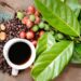 cà phê arabica Edutrade, cà phê robusta edu trade