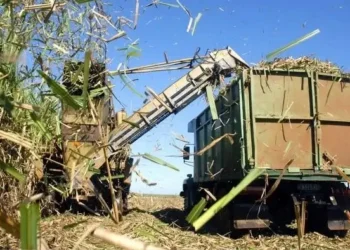 Bộ Nông nghiệp, Chăn nuôi và Thủy sản Uganda đã phát động một chiến dịch tuyên truyền khuyến khích nông dân chuyển từ trồng mía sang trồng cọ dầu. Sáng kiến này là một phần của Dự án Cọ dầu Quốc gia 10 năm của chính phủ, được Quỹ Phát triển Nông nghiệp Quốc tế (IFAD) hỗ trợ .