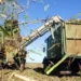 Bộ Nông nghiệp, Chăn nuôi và Thủy sản Uganda đã phát động một chiến dịch tuyên truyền khuyến khích nông dân chuyển từ trồng mía sang trồng cọ dầu. Sáng kiến này là một phần của Dự án Cọ dầu Quốc gia 10 năm của chính phủ, được Quỹ Phát triển Nông nghiệp Quốc tế (IFAD) hỗ trợ .