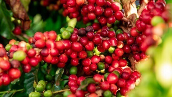 Giá cà phê bật tăng mạnh do căng thẳng tại Trung Đông leo thang, làm gián đoạn chuỗi cung ứng đẩy chi phí tăng trong khi nguồn cung toàn cầu tiếp tục thắt chặt.