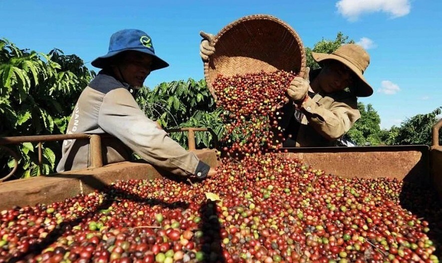 Dự báo cho thấy sản lượng toàn cầu trong năm 2026 có thể đạt mức kỷ lục 182,5 triệu bao (loại 60kg/bao), tăng từ mức mức 170,1 triệu bao của năm trước. Trong khi đó, tiêu thụ dự kiến sẽ tăng lên 172,5 triệu bao, phục hồi từ mức 168,3 triệu bao của năm 2025, nhưng vẫn thấp hơn mức 173,5 triệu bao của năm 2024.Với nguồn cung thặng dư 10 triệu bao, tồn kho toàn cầu dự kiến phục hồi lên hơn 48 triệu bao, sau bốn năm sụt giảm liên tiếp từ 2021 – 2024 và chỉ tăng nhẹ trong năm 2025.Mặc dù tình hình có vẻ khả quan hơn, thị trường vẫn chưa thể coi là được cung ứng đầy đủ. Quá trình phục hồi diễn ra từ mức nền thấp trong lịch sử, đồng thời vẫn tồn tại sự mất cân bằng giữa các khu vực, cùng với những bất ổn liên quan đến khí hậu, căng thẳng địa chính trị, chính sách thương mại và sự thay đổi của các quy định như EUDR (Quy định về sản phẩm không gây mất rừng của Liên minh châu Âu), vốn yêu cầu truy xuất nguồn gốc và chứng minh sản phẩm nhập khẩu không liên quan đến nạn phá rừng.