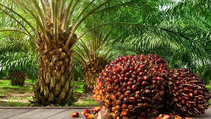 Năm 1848, các nhà thực vật học người Hà Lan đã trồng những cây cọ dầu non – một loại cây bản địa của các khu rừng ở Tây và Trung Phi – tại vườn thực vật Kebun Raya Bogor ở Java, thuộc Indonesia ngày nay. Gần hai thế kỷ sau, Indonesia và các nước láng giềng đã trở thành những nhà sản xuất dầu cọ lớn nhất thế giới, trong khi châu Phi buộc phải nhập khẩu khoảng một nửa lượng dầu cọ tiêu thụ. Vì chi phí nhập khẩu dầu cọ làm cạn kiệt dự trữ ngoại tệ, nhiều chính phủ châu Phi đang rất muốn thúc đẩy sản xuất trong nước. Nigeria thậm chí đã cấm nhập khẩu dầu cọ vào năm 2001, và mặc dù lệnh cấm này nhanh chóng bị bãi bỏ, các chính trị gia địa phương thường kêu gọi tái áp dụng để bảo vệ các nhà sản xuất trong nước. Tuy nhiên, sự bùng nổ kinh tế ở châu Á nhờ dầu cọ đã phải trả giá rất đắt: sản xuất dầu cọ là nguyên nhân chính gây ra nạn phá rừng. Indonesia đã mất 11% diện tích rừng từ năm 2001 đến năm 2019, trong đó khoảng một phần ba diện tích bị chiếm dụng bởi các đồn điền trồng cọ dầu. Nếu châu Phi không học hỏi từ những sai lầm của châu Á, những con khỉ đột và tinh tinh không nơi nương náu có thể trở thành biểu tượng của chiến dịch chống dầu cọ tiếp theo. Khoảng 70% dầu cọ ở châu Phi được trồng bởi các hộ nông dân nhỏ trên các mảnh đất có diện tích dưới 5 ha, thường sử dụng những cây cọ già, năng suất thấp. Năng suất điển hình chỉ khoảng 6 tấn/ha, so với hơn 20 tấn trên các đồn điền thương mại. Elikplim Agbitor, người đứng đầu khu vực châu Phi tại Tổ chức Bàn tròn về Dầu cọ Bền vững (RSPO), lưu ý rằng châu Phi là biên giới mới cho sự mở rộng sản xuất dầu cọ thương mại, vì diện tích đất trồng còn lại ở Malaysia và Indonesia rất ít. Đồng thời, nguy cơ phá rừng thấp hơn ở những khu vực có mật độ dân cư cao hơn ở Tây Phi. Florent Robert của Siat Group lưu ý rằng Ghana và Nigeria hầu như không còn rừng nguyên sinh nào, và hầu hết đất dành cho sản xuất hàng hóa đều bị suy thoái. Nhưng ở các khu vực khác, chẳng hạn như Cameroon và lưu vực sông Congo, nhu cầu về dầu mỏ địa phương có thể thúc đẩy việc chuyển đổi các khu rừng mưa nguyên sinh thành các đồn điền độc canh. Con đường bền vững nhất là tăng cường sản xuất trên diện tích đất đã được canh tác. Ví dụ điển hình là Ghana: Hiệp hội nông hộ nhỏ GSOPFA đạt năng suất 15 tấn/ha trước khi được chứng nhận RSPO, và sau khi áp dụng các biện pháp cải tiến, năng suất đạt 21 tấn/ha vào năm 2023. Nhờ chứng nhận, nông dân nhận được giá cao hơn, giúp tăng thu nhập và cải thiện sinh kế. Tuy nhiên, chi phí chứng nhận và kiểm toán RSPO quá cao đối với các hộ nông dân nhỏ lẻ. Các hợp tác xã thường cần sự hỗ trợ từ bên ngoài. Hiện nay, 18,4% lượng dầu cọ ở châu Phi được chứng nhận RSPO, nhưng phần lớn sản lượng này đến từ các nhà sản xuất công nghiệp lớn. Quỹ Hỗ trợ Hộ nông dân nhỏ của RSPO cung cấp hỗ trợ tài chính, nhưng cần phải làm nhiều hơn nữa để đảm bảo châu Phi có thể tăng sản lượng mặt hàng thiết yếu này mà không làm mất đi những vùng hoang dã rộng lớn cuối cùng. Hỗ trợ các hộ nông dân nhỏ là chìa khóa dẫn đến thành công.