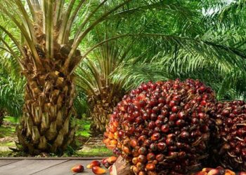 Nigeria vừa công bố chiến lược quốc gia nhằm hồi sinh ngành dầu cọ, với mục tiêu giành được 10% thị phần toàn cầu, tạo ra tới 2 triệu việc làm trong vòng sáu năm và đạt được khả năng tự cung tự cấp vào năm 2050. Sáng kiến ​​này được thiết kế để khôi phục vị thế dẫn đầu trước đây của đất nước trong ngành công nghiệp này. Chiến lược này đã được trình bày trong một cuộc họp thẩm định do Bộ Nông nghiệp và An ninh Lương thực Liên bang tổ chức tại Abuja. Chiến lược tập trung vào việc tăng cường an ninh lương thực, thúc đẩy chuyển đổi nông thôn, hỗ trợ tăng trưởng công nghiệp và đa dạng hóa xuất khẩu.