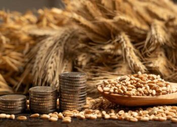 Nhu cầu về lúa mạch làm thức ăn chăn nuôi từ Ukraine vẫn ở mức khá thấp, và các nhà nhập khẩu đang lên kế hoạch tăng cường mua hàng khi họ sắp bắt đầu thu hoạch vụ mùa của mình. Trong niên vụ 2025/26 (tính đến ngày 17 tháng 4), Ukraine đã giảm xuất khẩu lúa mạch 58% so với năm trước, từ 2,25 triệu tấn xuống còn 1,42 triệu tấn. Do đó, đến cuối mùa vụ, nước này chỉ có thể xuất khẩu thêm khoảng 0,8-1 triệu tấn nữa, điều này sẽ vô cùng khó khăn do sự cạnh tranh ngày càng gay gắt với lúa mạch của châu Âu và Úc. Việc đóng cửa vùng Vịnh Ba Tư đã làm giảm xuất khẩu lúa mạch sang các thị trường truyền thống, và lúa mạch của Đức và Pháp đang cạnh tranh nhau ở Bắc Phi (tại Libya, Tunisia và Morocco). Thổ Nhĩ Kỳ dự kiến sản lượng lúa mạch sẽ tăng từ 5,1 triệu tấn năm 2025 lên 7-8 triệu tấn năm 2026, do lượng mưa từ tháng 10 đến tháng 2 tăng 75% so với cùng kỳ năm ngoái, nên hầu hết các vụ lúa mạch đều trong tình trạng tốt hoặc rất tốt. Nếu năm 2025, trong bối cảnh sản lượng giảm, Thổ Nhĩ Kỳ buộc phải nhập khẩu gần 1,6 triệu tấn lúa mạch, thì đến năm 2026, lượng nhập khẩu sẽ giảm đáng kể. Giá xuất khẩu lúa mạch thức ăn chăn nuôi tại Ukraine vẫn ở mức 217-220 USD/tấn hoặc 10.800-10.900 UAH/tấn khi giao hàng đến các cảng Biển Đen, nhưng giá lúa mạch vụ mới chỉ ở mức 207-210 USD/tấn, vì vậy nông dân nên đẩy nhanh việc bán lúa mạch vụ cũ.