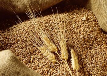 lúa mì, giá lúa mì, nông sản, Australia, USDA, ABARES, El Nino, phân bón, ngô, đậu tương, khô đậu tương, dầu đậu tương, hàng hóa phái sinh, giao dịch hàng hóa, Edu Trade, thị trường nông sản, eo biển Hormuz, dầu Brent, dầu WTI